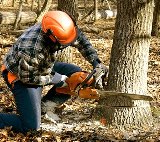Tree Removal in Ashford, WV